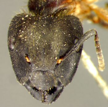 Media type: image; Entomology 21519   Aspect: head frontal view